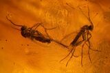 Four Detailed Fossil Flies (Diptera) In Baltic Amber #150723-4